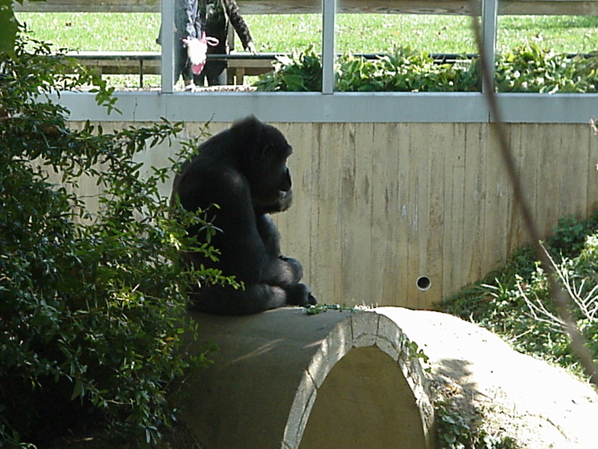 Gorilla 2.jpg